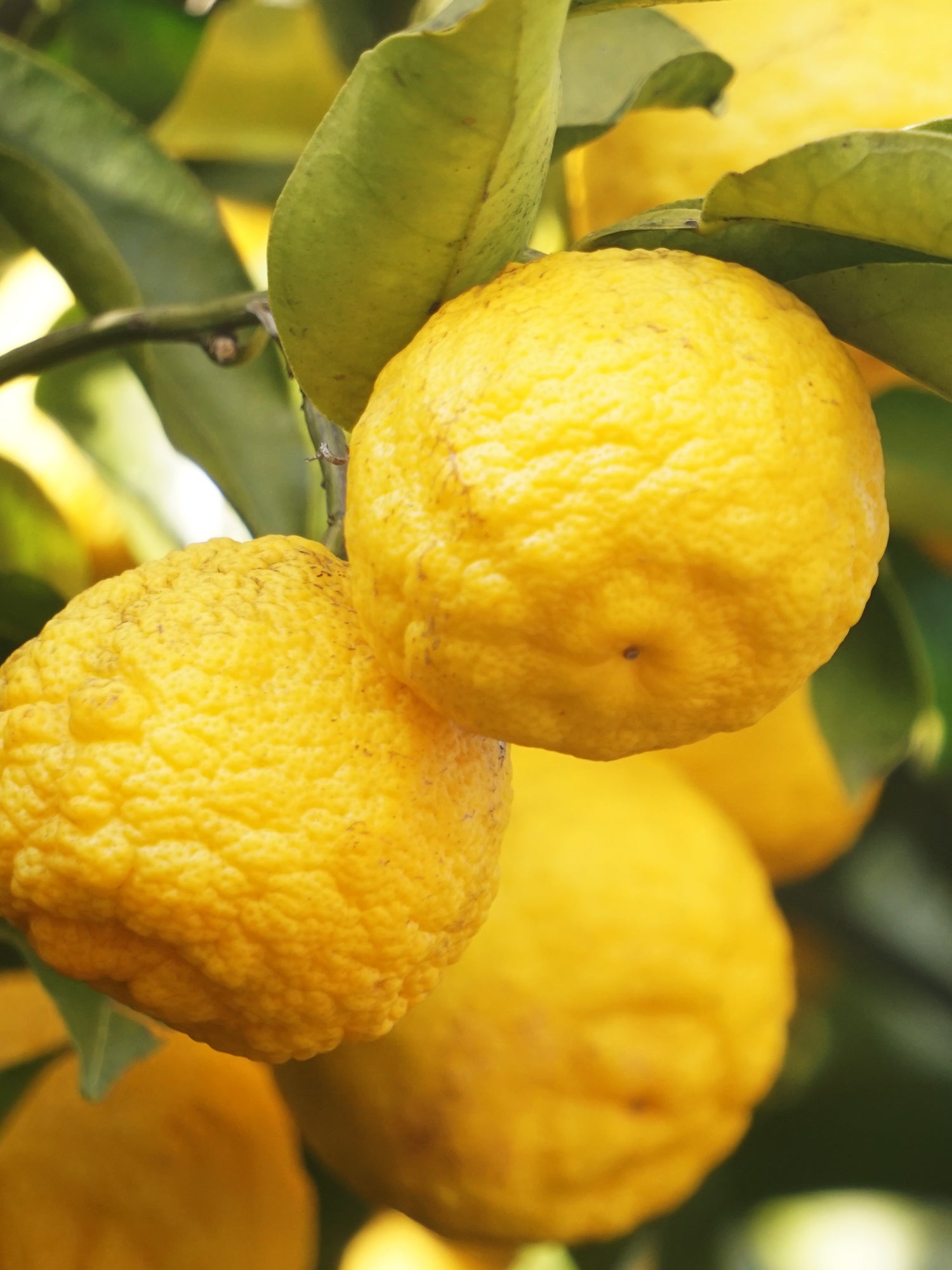 Sunlit Yuzu & Neroli