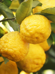 Sunlit Yuzu & Neroli