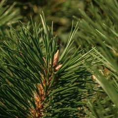 Birchwood Pine
